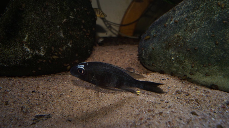 Ophthalmotilapia sp. 'whitecap' Mabilibili Bay